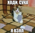 вп. кот